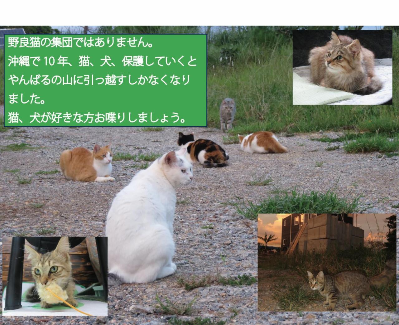 Вілла Okinawa Freedom Накідзин Екстер'єр фото