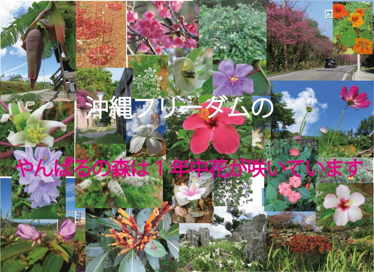 Вілла Okinawa Freedom Накідзин Екстер'єр фото