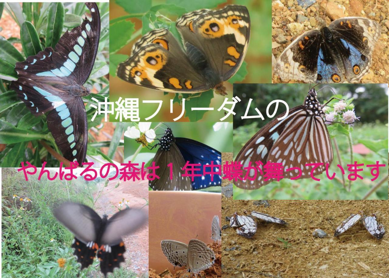 Вілла Okinawa Freedom Накідзин Екстер'єр фото